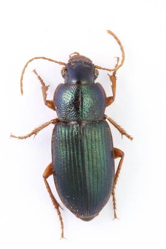 Réf. 349 400 : Ophonus azureus